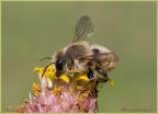 Megachilide Megachilide