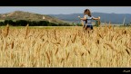 Golden Field Golden Field