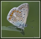 la solita (test lente)