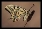 Papilio macaon