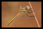 Sympetrum fonscolombii immaturo Sympetrum fonscolombii immaturo