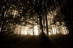 luce tra gli alberi