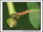 Nezara Viridula - Ritratto Nezara Viridula - Ritratto