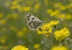 Dentro il giallo Dentro il giallo