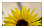 Il sole a metà Il sole a metà