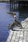Pelicans in Monterey, CA Pelicans in Monterey, CA