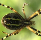 Argiope Argiope