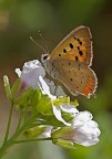 Lycaena phlaeas Lycaena phlaeas