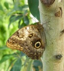 Butterfly Butterfly