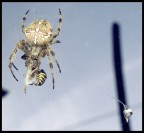 adesso che ti ho preso...