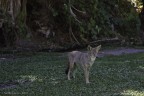 American Coyote American Coyote