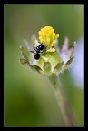 Formichina Formichina