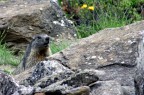 A caccia di marmotte in Val d'Aosta