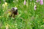 A caccia di marmotte in Val d'Aosta