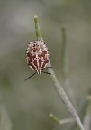 Cimice bicolore Cimice bicolore