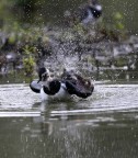 ci stiamo lavando......... ci stiamo lavando.........