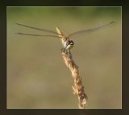 Suggerimenti e critiche sempre ben accetti.

Canon 350D- canon 60mm macro. F 6.3-T1/500s-ISO 200-Messa a fuoco manuale.

P.S. forse dovevo dare + pdc ma temevo lo sfondo troppo presente. :-)