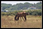 Campagna Pontina... flora e fauna Campagna Pontina... flora e fauna