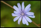 Violet.. Violet..
