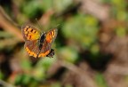 la farfalla e la sua ombra la farfalla e la sua ombra