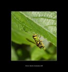 Un bel piatto succulento.