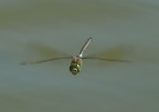Anax in volo
