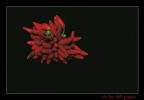 red-hot-chili-peppers red-hot-chili-peppers