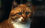 Il gatto Il gatto