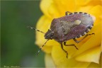 Dolycoris baccarum Dolycoris baccarum