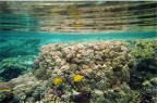 Acquario Acquario