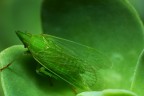 Dictyophara-europea Dictyophara-europea