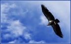 Il Condor Il Condor