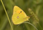 Colias