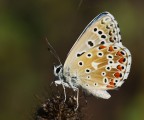 licenidino