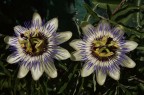 passiflora....cos� mi hanno detto