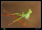 ...Alien... ...Alien...