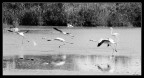 Fenicotteri in volo Fenicotteri in volo
