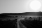 Shadows Shadows