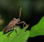 Microspia all'ascolto