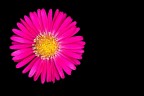Fiore Lilla Fiore Lilla