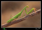 Ancora....Alien.... Ancora....Alien....