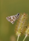 Farfallina Farfallina
