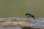 Prima formica Prima formica