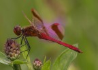 Libellula Libellula