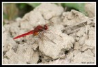 libellula rosso rubino