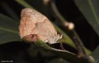 farfalla