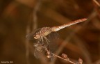 libellula autunnale