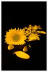 yellow flower yellow flower