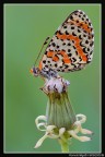 Nymphalidae Nymphalidae