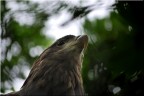 Aquila Aquila